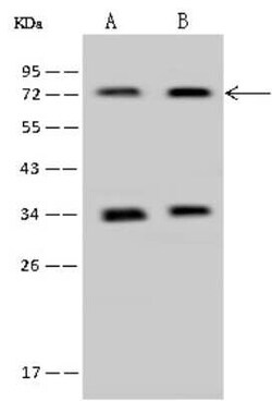 PAPSS1 Antibody, Novus Biologicals:Antibodies:Primary Antibodies