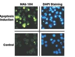 PAR/pADPr Antibody (10H), Novus Biologicals 50 &mu;L; Unconjugated:Antibodies,