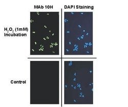 PAR/pADPr Antibody (10H), Novus Biologicals 50 &mu;L; Unconjugated:Antibodies,
