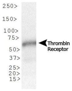 PAR1/Thrombin Receptor Antibody (N2-11) - Azide and BSA Free, Novus Biologicals