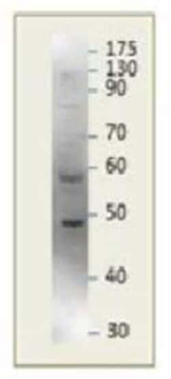PARD3/Par3 Rabbit anti-Mouse, Polyclonal, Novus Biologicals 0.025 mg; Unconjugated:Antibodies,