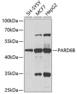 PARD6B Antibody - BSA Free, Novus Biologicals 0.1 mL, Unconjugated:Antibodies,