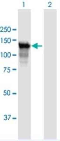 PARG Antibody, Novus Biologicals 0.05 mg | Buy Online | Novus Biologicals | Fisher Scientific