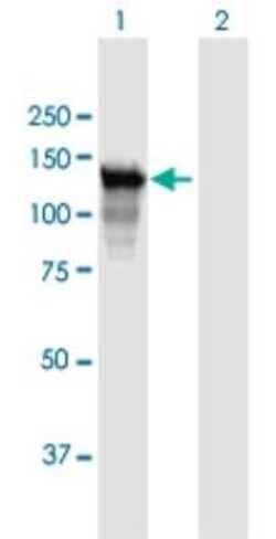 PARG Antibody, Novus Biologicals 0.05 mg | Buy Online | Novus Biologicals | Fisher Scientific