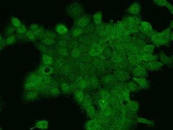PARG1 Antibody, Novus Biologicals:Antibodies:Primary Antibodies