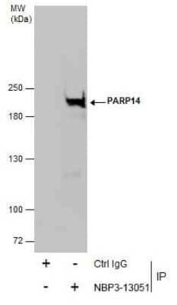 PARP14 Antibody, Novus Biologicals 100 &mu;g | Buy Online | Novus Biologicals | Fisher Scientific
