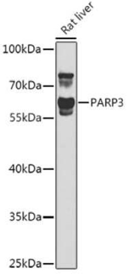 PARP3 Antibody - BSA Free, Novus Biologicals 0.1 mL, Unconjugated:Antibodies,