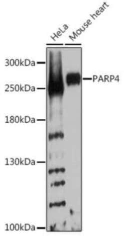 PARP4 Antibody - BSA Free, Novus Biologicals 0.1 mL; Unconjugated:Antibodies,