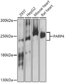 PARP4 Antibody - BSA Free, Novus Biologicals 0.02 mL, Unconjugated:Antibodies,