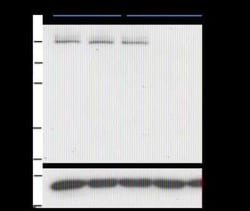 PASD1 Antibody (2ALCC136) - BSA Free, Novus Biologicals:Antibodies:Primary