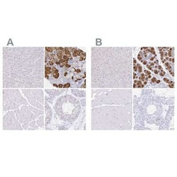 PAUF/ZG16B Antibody, Novus Biologicals:Antibodies:Primary Antibodies