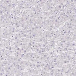 PAUF/ZG16B Antibody, Novus Biologicals:Antibodies:Primary Antibodies