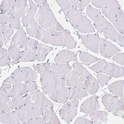 PAUF/ZG16B Antibody, Novus Biologicals:Antibodies:Primary Antibodies
