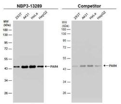 PAWR/ PAR4 Antibody, Novus Biologicals 100 &mu;g | Buy Online | Bio-Techne | Fisher Scientific