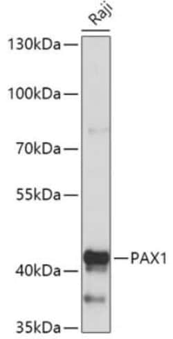 PAX1 Antibody - Azide and BSA Free, Novus Biologicals 0.02 mL; Unconjugated:Antibodies,