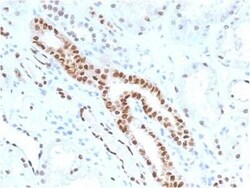 PAX8 Antibody (PAX8/1491), Novus Biologicals 20&mu;g; Unlabeled:Antibodies,