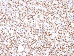 PAX8 Antibody (PAX8/1492), Novus Biologicals 100&mu;g; Unlabeled:Antibodies,