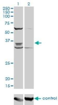PAX9 Antibody (4B9), Novus Biologicals 0.1 mg | Buy Online | Novus Biologicals | Fisher Scientific