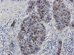 PBK Antibody (S07-0B0), Novus Biologicals 100 &mu;g; Unconjugated:Antibodies,