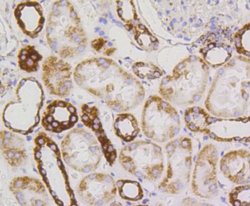 PBR Rabbit anti-Human, Clone: SA90-03, Novus Biologicals 100&mu;L:Antibodies,
