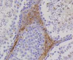 PBR Rabbit anti-Human, Clone: SA90-03, Novus Biologicals 100&mu;L:Antibodies,