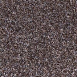 PBR Antibody (CL13358), Novus Biologicals 25 &mu;g; Unconjugated:Antibodies,