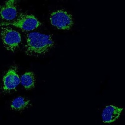 PBR Antibody (CL13359), Novus Biologicals:Antibodies:Primary Antibodies