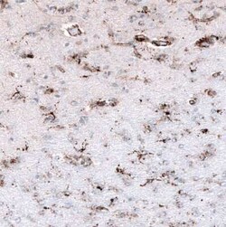 PBR Antibody (CL13359), Novus Biologicals:Antibodies:Primary Antibodies