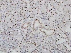 PBX1 Antibody (4A2), Novus Biologicals 0.1 mg | Buy Online | Novus Biologicals | Fisher Scientific