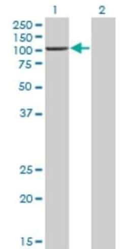 PCAF Antibody (1H2), Novus Biologicals 0.1 mg; Unconjugated:Anticorps,