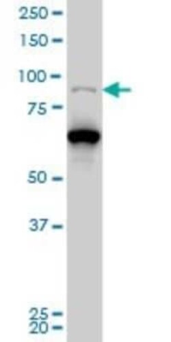 PCAF Antibody (5E11), Novus Biologicals 0.1 mg | Buy Online | Novus Biologicals | Fisher Scientific