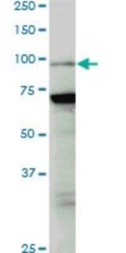 PCAF Antibody (5E11), Novus Biologicals 0.1 mg | Buy Online | Novus Biologicals | Fisher Scientific
