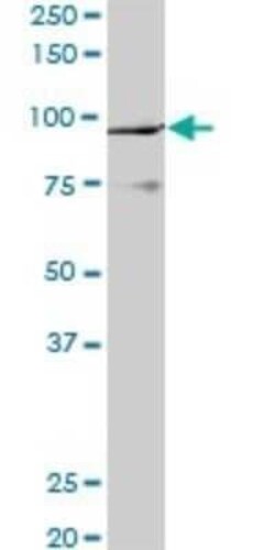 PCAF Antibody (5E5), Novus Biologicals 0.1 mg | Buy Online | Novus Biologicals | Fisher Scientific