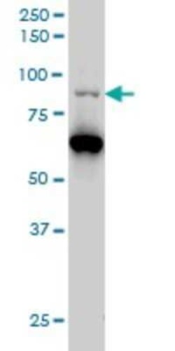 PCAF Antibody (5E5), Novus Biologicals 0.1 mg | Buy Online | Novus Biologicals | Fisher Scientific