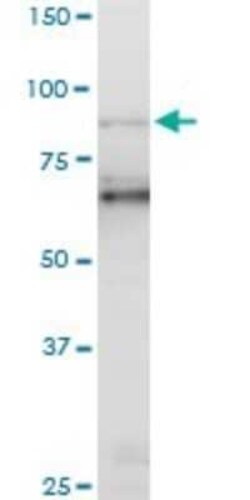 PCAF Antibody (5E5), Novus Biologicals 0.1 mg | Buy Online | Novus Biologicals | Fisher Scientific