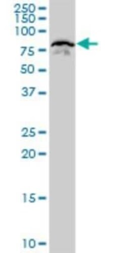 PCAF Antibody (5E5), Novus Biologicals 0.1 mg | Buy Online | Novus Biologicals | Fisher Scientific