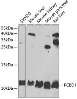 PCBD1 Antibody - BSA Free, Novus Biologicals 0.1 mL; Unconjugated:Antibodies,