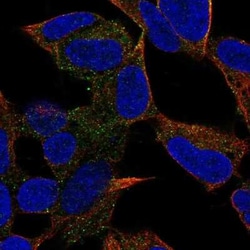 PCDH20 Antibody, Novus Biologicals:Antibodies:Primary Antibodies