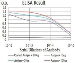 PCDH9 Antibody (7G3F7) - BSA Free, Novus Biologicals:Antibodies:Primary