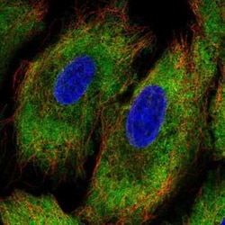 PCDHA12 Antibody, Novus Biologicals:Antibodies:Primary Antibodies