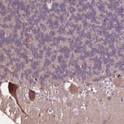 PCDHA12 Antibody, Novus Biologicals:Antibodies:Primary Antibodies