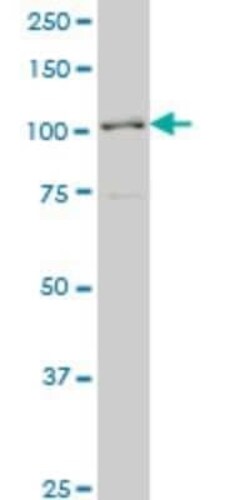 PCDHA6 Antibody (1A3), Novus Biologicals 0.1 mg | Buy Online | Novus Biologicals | Fisher Scientific