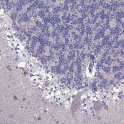 PCDHA6 Antibody, Novus Biologicals:Antibodies:Primary Antibodies