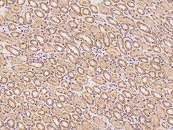 PCDHB2 Antibody, Novus Biologicals:Antibodies:Primary Antibodies