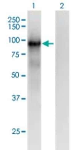 Novus Biologicals PCDHB6 Antibody (2G11), Novus Biologicals 0.1 mg | Buy Online | Novus Biologicals&trade; | Fisher Scientific