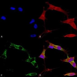 PCDHGA1 Antibody (S159-5) - Pan Specific, Novus Biologicals 0.1 mg | Buy Online | Novus Biologicals | Fisher Scientific