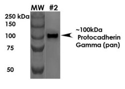 PCDHGA1 Antibody (S159-5) - Pan Specific, Novus Biologicals 0.1 mg | Buy Online | Novus Biologicals | Fisher Scientific
