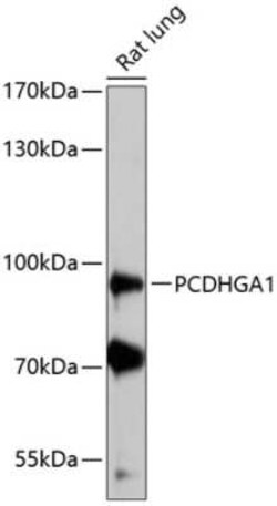 PCDHGA1 Antibody - Azide and BSA Free, Novus Biologicals 0.02 mL; Unconjugated:Antibodies,