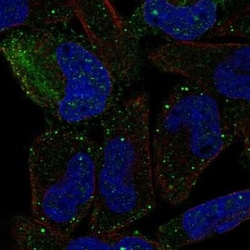 PCDHGB2 Antibody, Novus Biologicals:Antibodies:Primary Antibodies