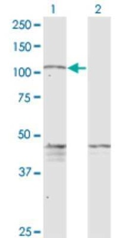 PCDHGC5 Antibody (3A6), Novus Biologicals 0.1 mg | Buy Online | Novus Biologicals | Fisher Scientific